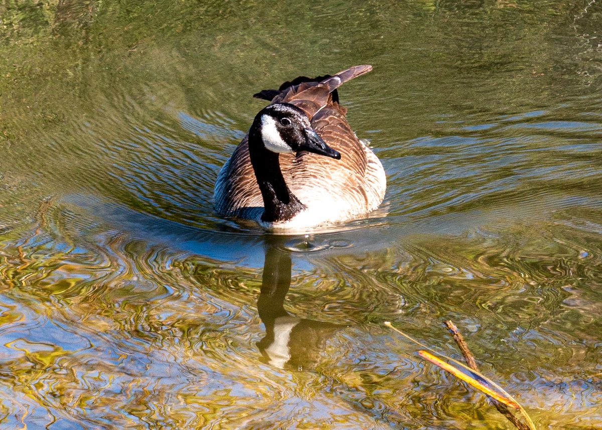 Lake Murray Fowl, 6288, 3-1-2021